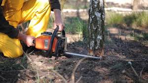 Best Tree Mulching  in North Massapequa, NY